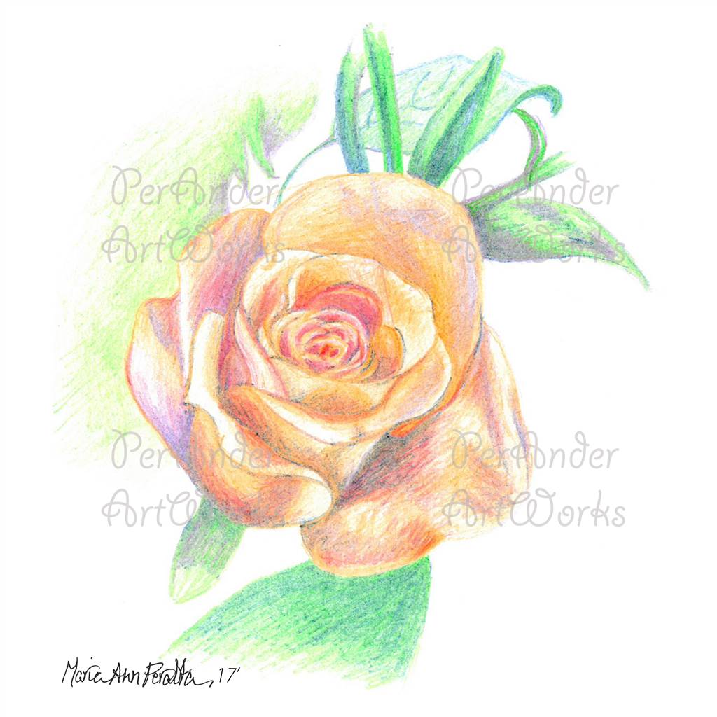 Rose Stilllife '17